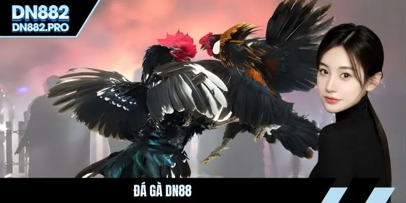 Đá gà DN88